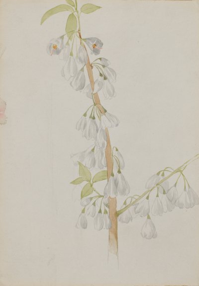 (Utan titel--Blomststudie) av Mary Vaux Walcott