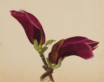 (Utan titel--Blomststudie) av Mary Vaux Walcott