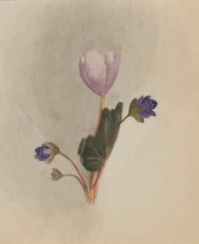 (Utan titel--Blomststudie) av Mary Vaux Walcott