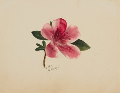 (Utan titel--Blomststudie) av Mary Vaux Walcott