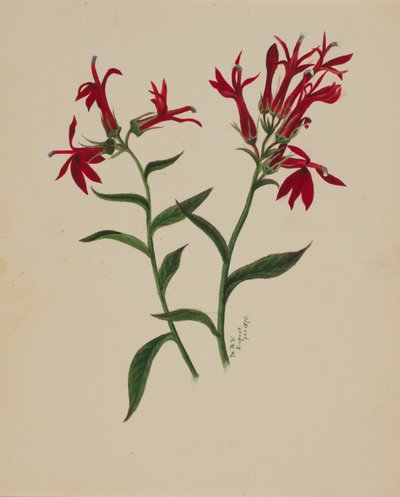 (Utan titel--Blomststudie) av Mary Vaux Walcott