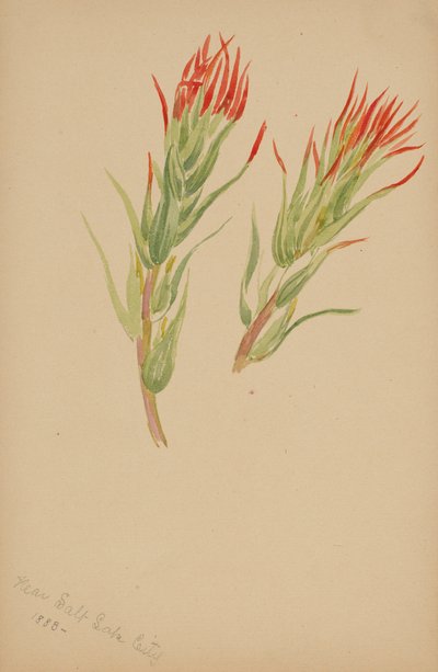 (Utan titel--Plantstudie) av Mary Vaux Walcott
