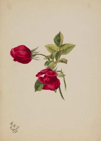 (Utan titel - Rose) av Mary Vaux Walcott