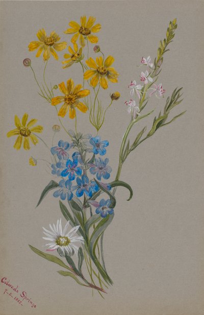 (Utan titel, grupp av blommor) av Mary Vaux Walcott