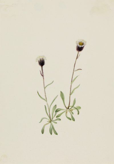 Aleutian Fleabane Erigeron unalaschensis, n.d. av Mary Vaux Walcott