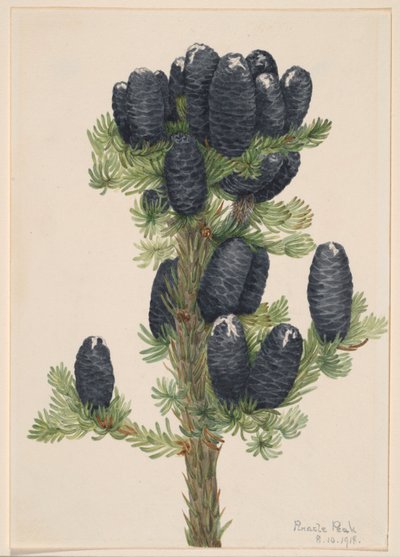 Alpgran (Abies lasiocarpa) av Mary Vaux Walcott