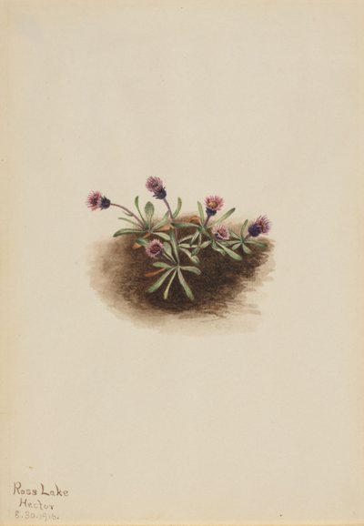 Alpplanta (Erigeron unalaschcensis) av Mary Vaux Walcott