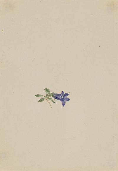Alpin harklöver (Campanula lasiocarpa) av Mary Vaux Walcott