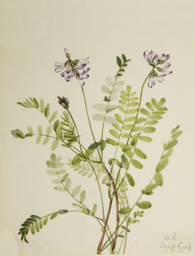 Alpine Milkvetch Astragalus alpinus, 1921. av Mary Vaux Walcott