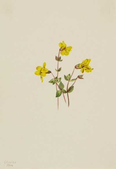 Alpapablomma Mimulus caespitosus, 1904. av Mary Vaux Walcott