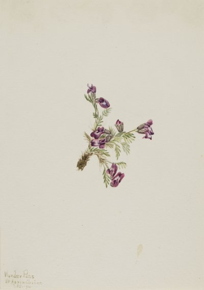Alpin spetsfingerört (Oxytropis podocarpa) av Mary Vaux Walcott
