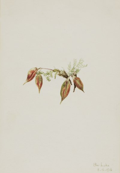Alpin spetsfingerört (Oxytropis podocarpa) av Mary Vaux Walcott