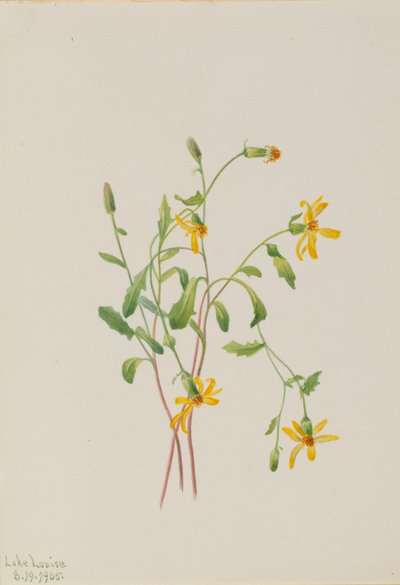 Alpin rajgräs (Senecio-arter) av Mary Vaux Walcott