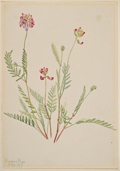 Alpvicker (Astragalus bourgovii) av Mary Vaux Walcott