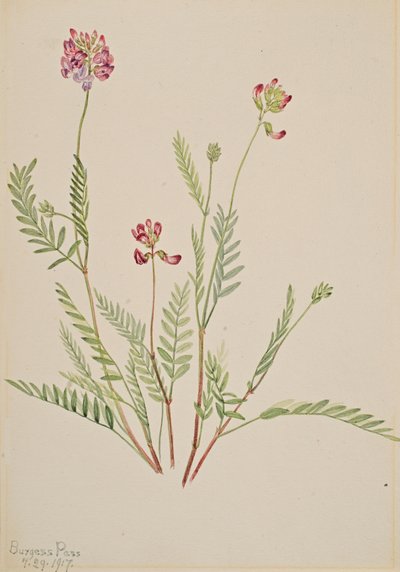 Alpvincker Astragalus bourgovii, 1917. av Mary Vaux Walcott