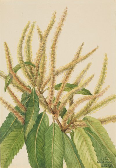 Amerikansk kastanj (Castanea dentata) av Mary Vaux Walcott