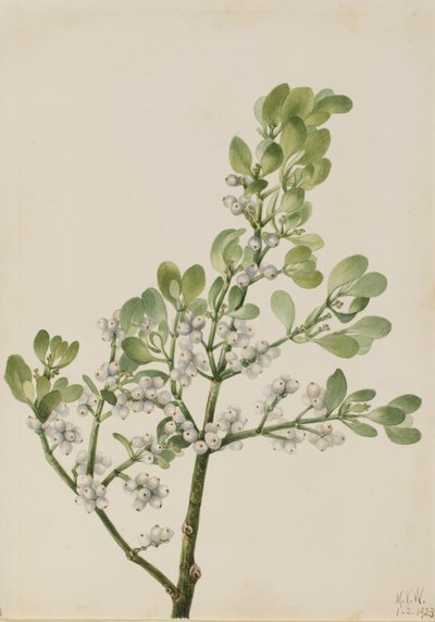 Amerikansk Mistel Phoradendron flavescens, 1923. av Mary Vaux Walcott