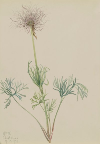 Amerikansk Pasqueflower Pulsatilla ludoviciana, 1920. av Mary Vaux Walcott
