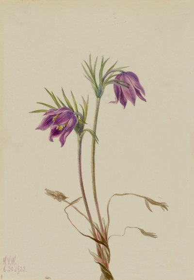 Amerikansk Pasqueflower Pulsatilla ludoviciana, 1922. av Mary Vaux Walcott