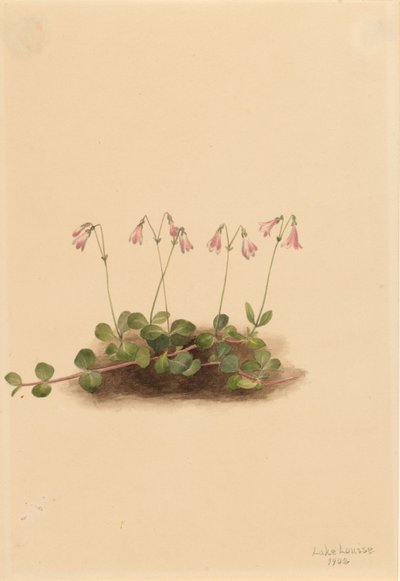 Amerikansk blåsippa (Linnaea borealis americana) av Mary Vaux Walcott