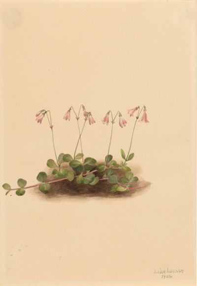 Amerikansk tvillingblomma Linnaea borealis americana, 1902. av Mary Vaux Walcott