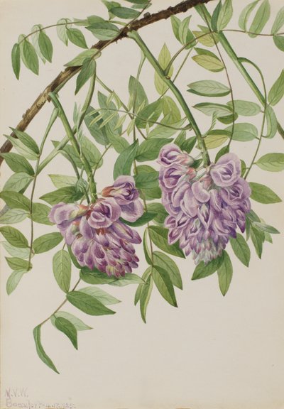 Amerikanska Wisteria Kraunhia frutescens, 1925. av Mary Vaux Walcott