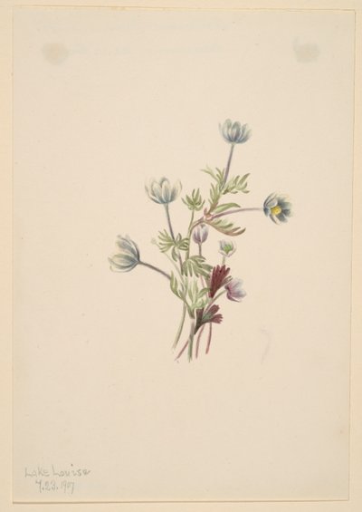 Anemone (Anemone drummondii) av Mary Vaux Walcott