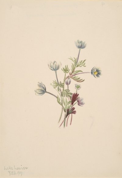 Anemone Anemone drummondii, 1907. av Mary Vaux Walcott