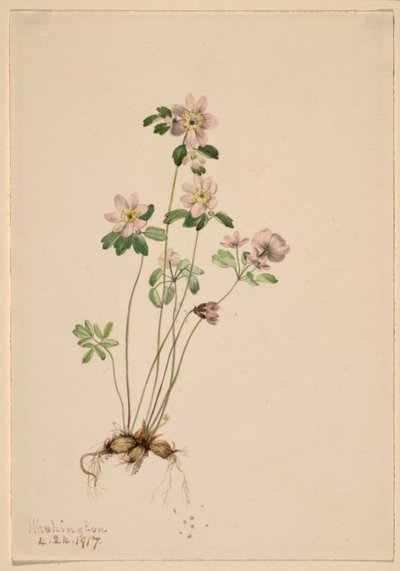 Anemonella (Syndesmon thalictroides) av Mary Vaux Walcott