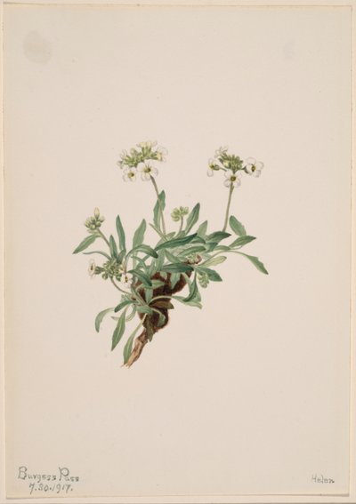 Arabis drummondii av Mary Vaux Walcott