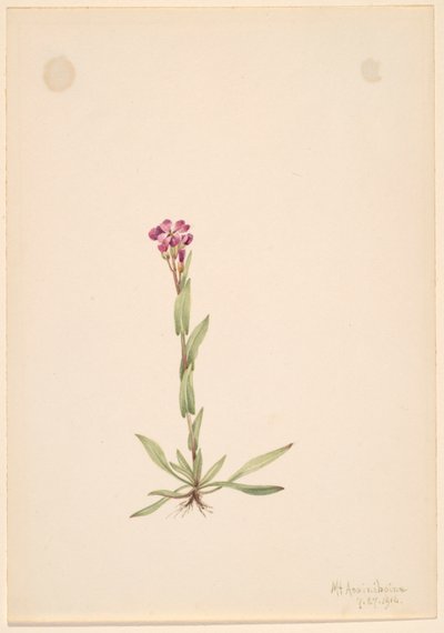 Arabis lyallii, 1916. av Mary Vaux Walcott