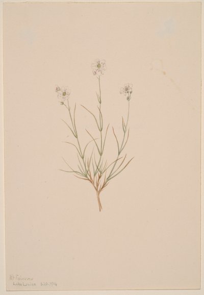 Formosa sandsten, 1904. av Mary Vaux Walcott