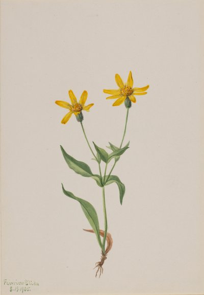 Arnica alpina av Mary Vaux Walcott