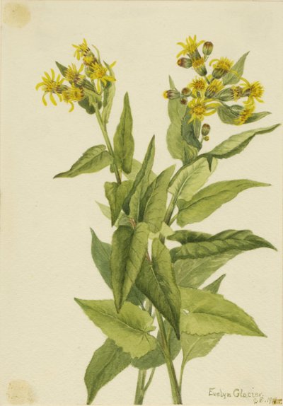 Pilbladig jordtistel (Senecia triangularis) av Mary Vaux Walcott
