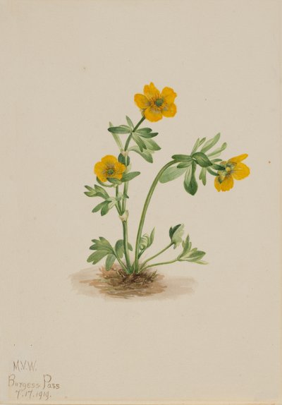 Avalanche Smörblom Ranunculus suksdorfii, 1919. av Mary Vaux Walcott
