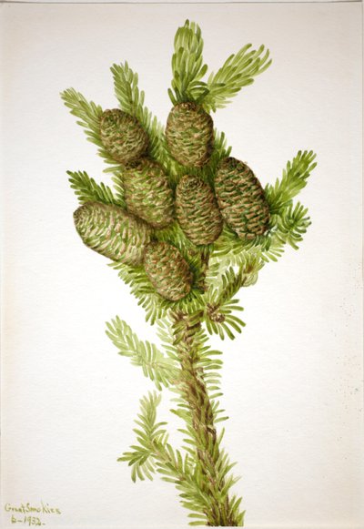 Balsamgran (Albies fraseri) av Mary Vaux Walcott