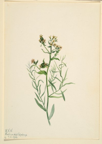 Bastardpaddflax (Comandra pallida) av Mary Vaux Walcott