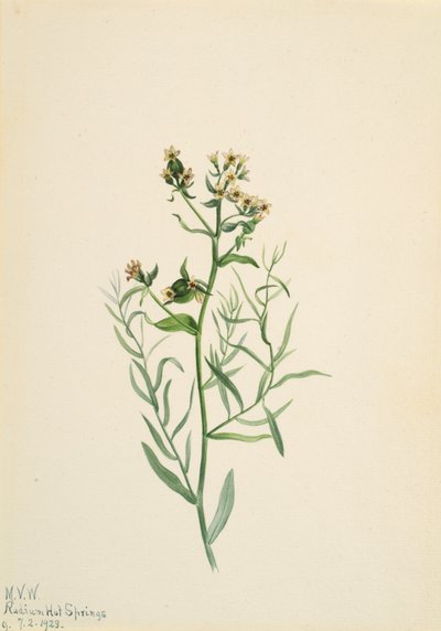 Bastard Toadflax Comandra pallida, 1923. av Mary Vaux Walcott