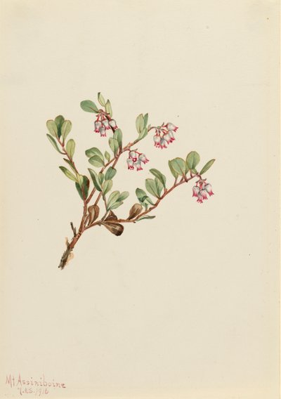 Björnbär Arctostaphylos uva-ursi, 1916. av Mary Vaux Walcott