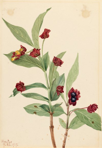 Björnbärskaprifol (Lonicera involucrata) av Mary Vaux Walcott