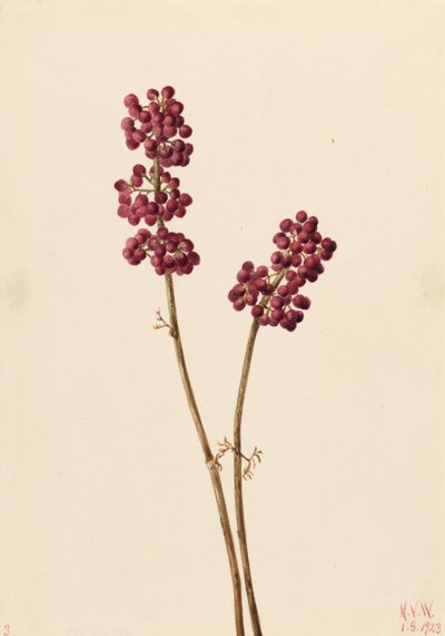 Skönhetsbär (Callicarpa americana) av Mary Vaux Walcott