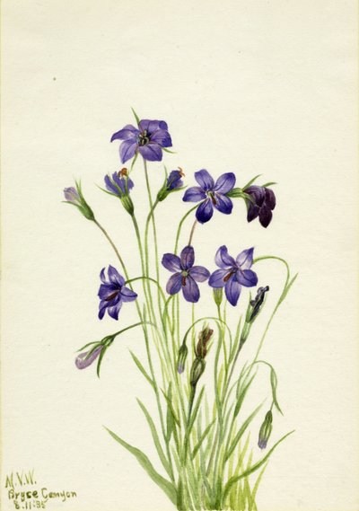 Klockblomma (Campanula) av Mary Vaux Walcott