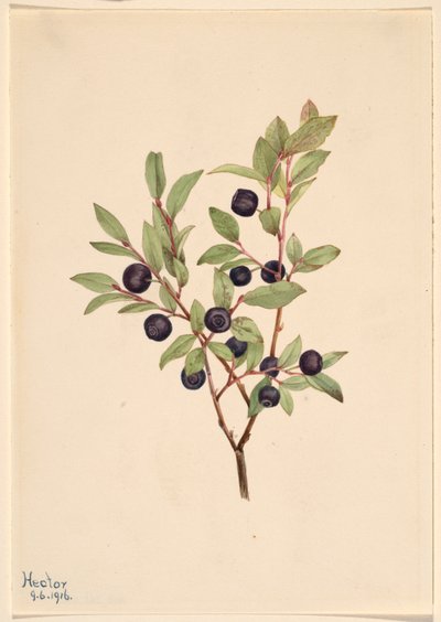 Stort blåbär (Vaccinium membranaceum) av Mary Vaux Walcott