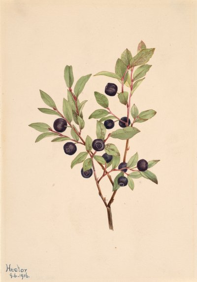 Big Whortleberry Vaccinium membranaceum, 1916. av Mary Vaux Walcott