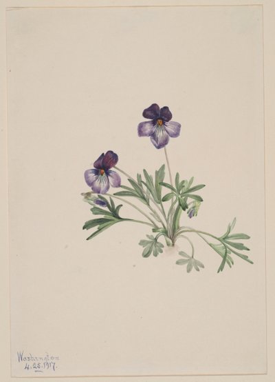Fågelfot viol (Viola pedata) av Mary Vaux Walcott