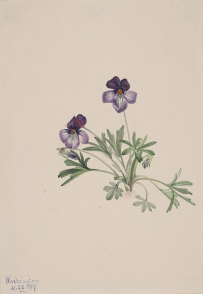 Birdsfoot Violet Viola pedata, 1917. av Mary Vaux Walcott