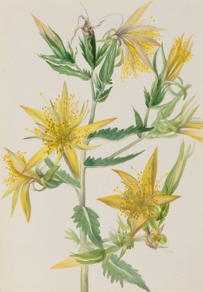 Blivande stjärna Mentzelia laevicaulis, ca. 1930-talet. av Mary Vaux Walcott