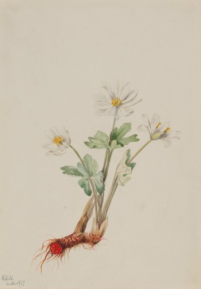 Blodrot (Sanguinaria canadensis) av Mary Vaux Walcott