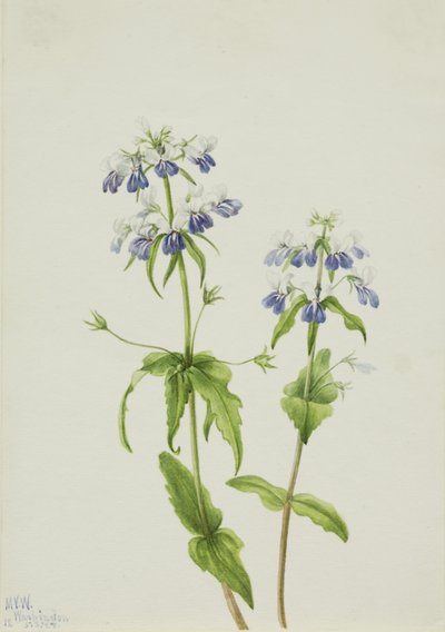 Blåögd jungfru Marie nyckelpiga (Collinsia verna) av Mary Vaux Walcott