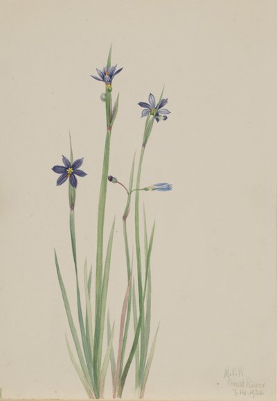 Blåögd gräs (Sisyrinchium angustifolium) av Mary Vaux Walcott